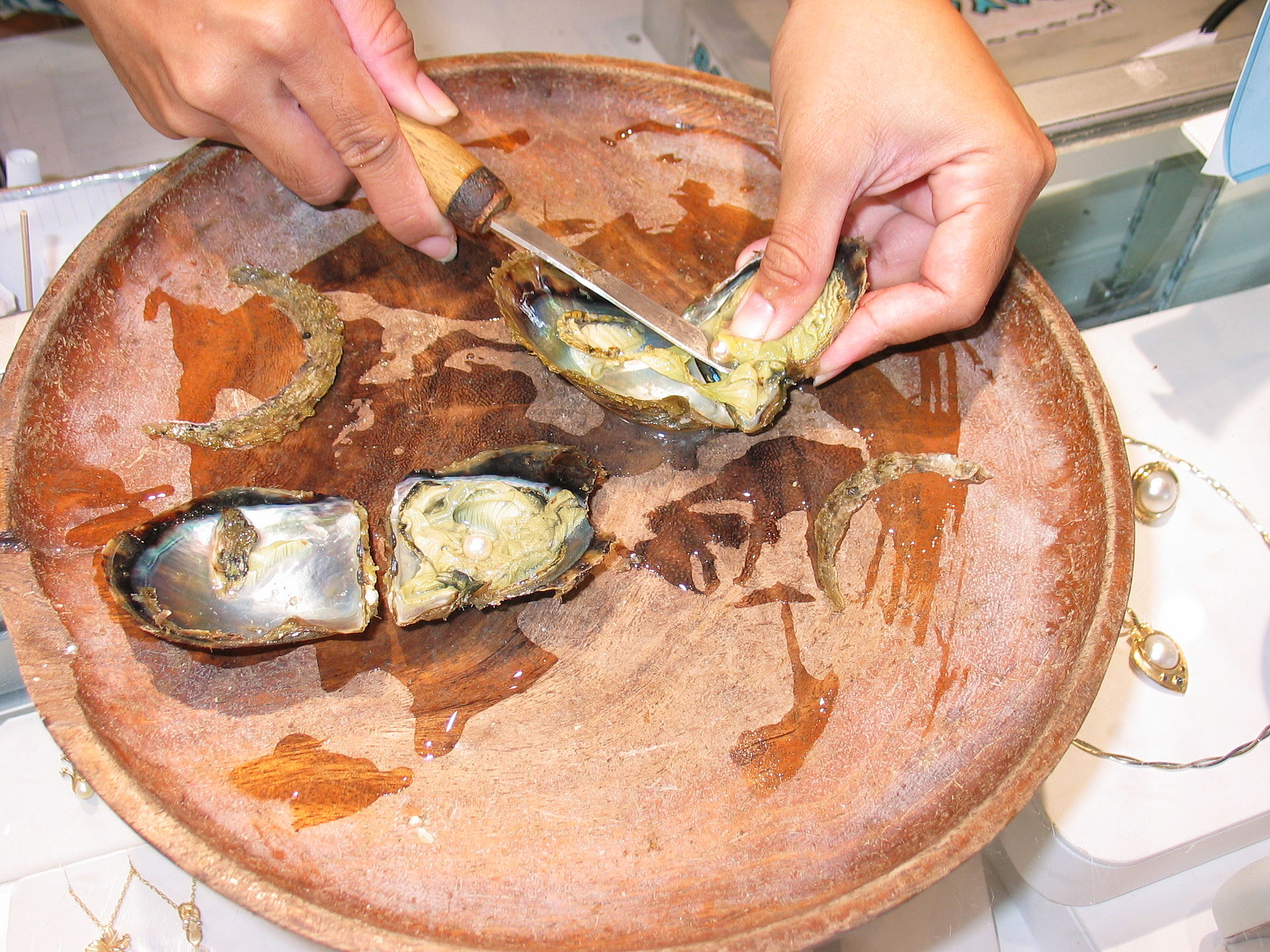 Person culturing pearls from an oyster.