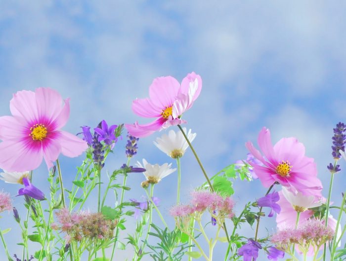 Ground view of pink and purple flowers.