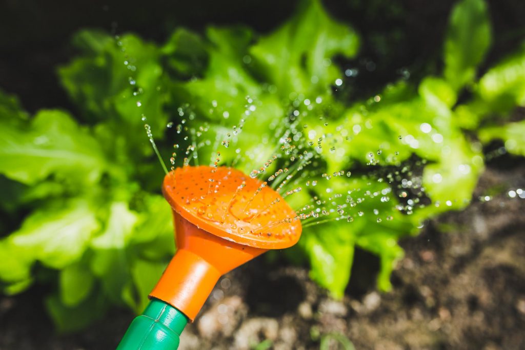 Hose being used to water garden plants.