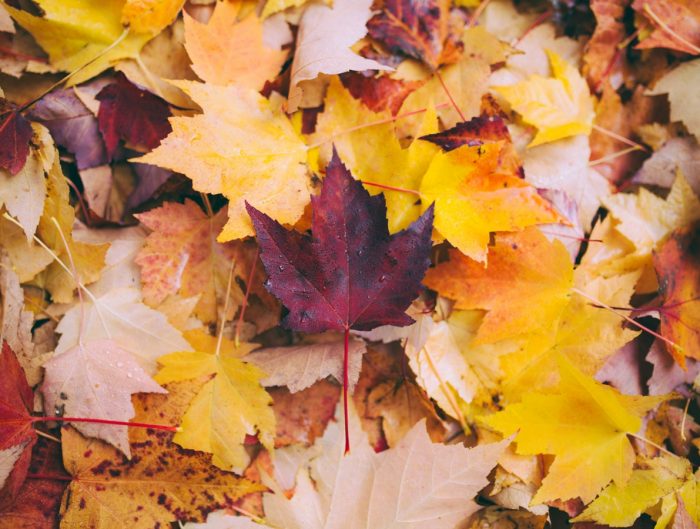 Pile of fall colored leaves.