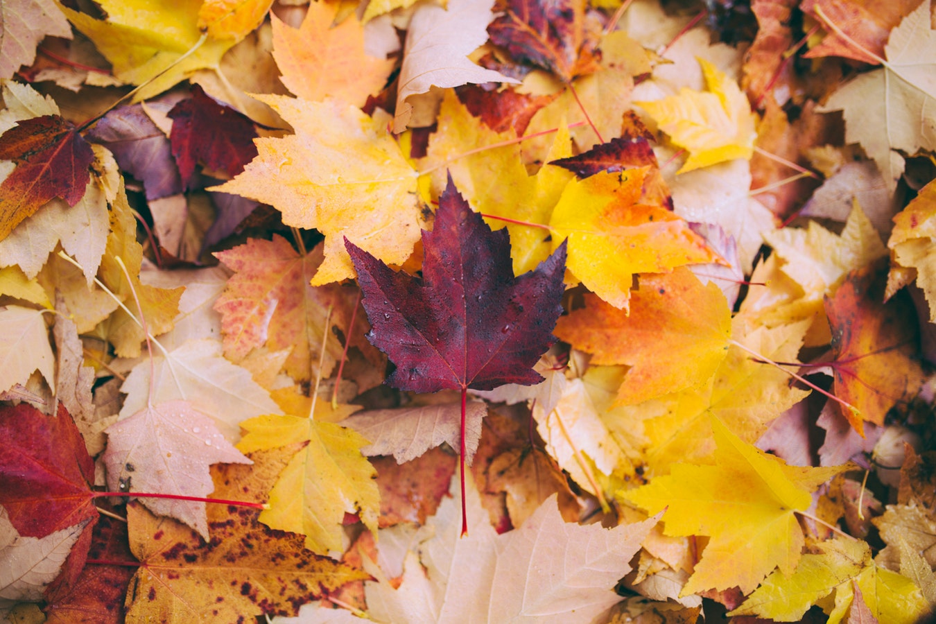 Pile of fall colored leaves.