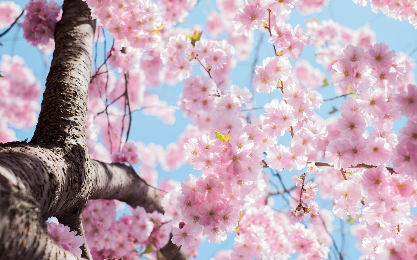 Japanese cherry blossom tree in bloom.