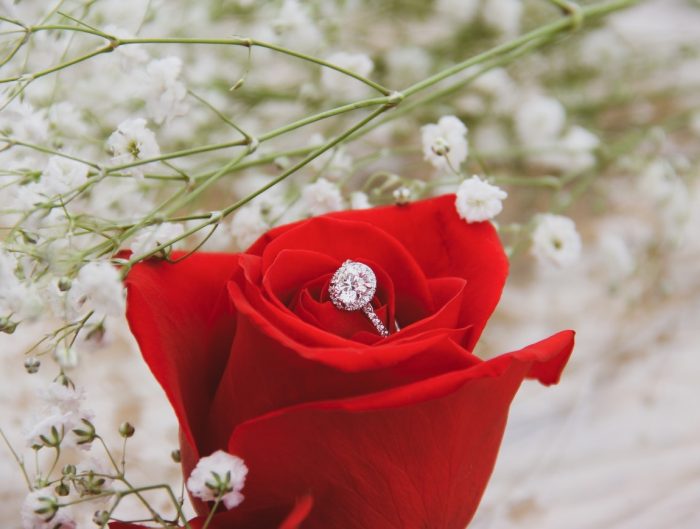 White gold diamond engagement ring placed in red rose.