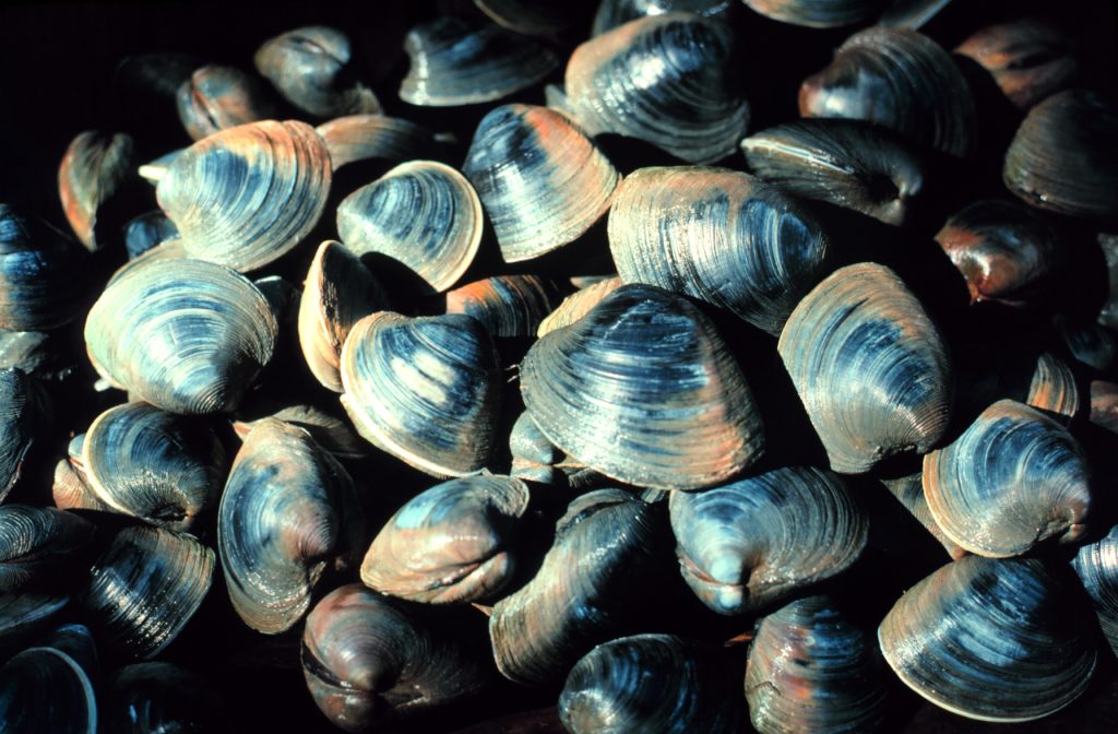 Pile of oysters to be harvested for pearls.