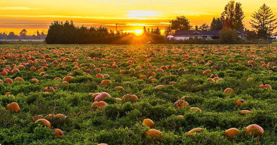 Field of pumpkins at sunset.