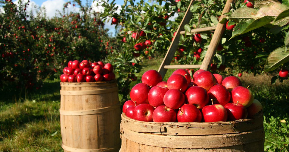 Barrels of red apples in a farm field.