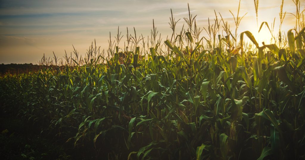 Tall green crops with sunset background.