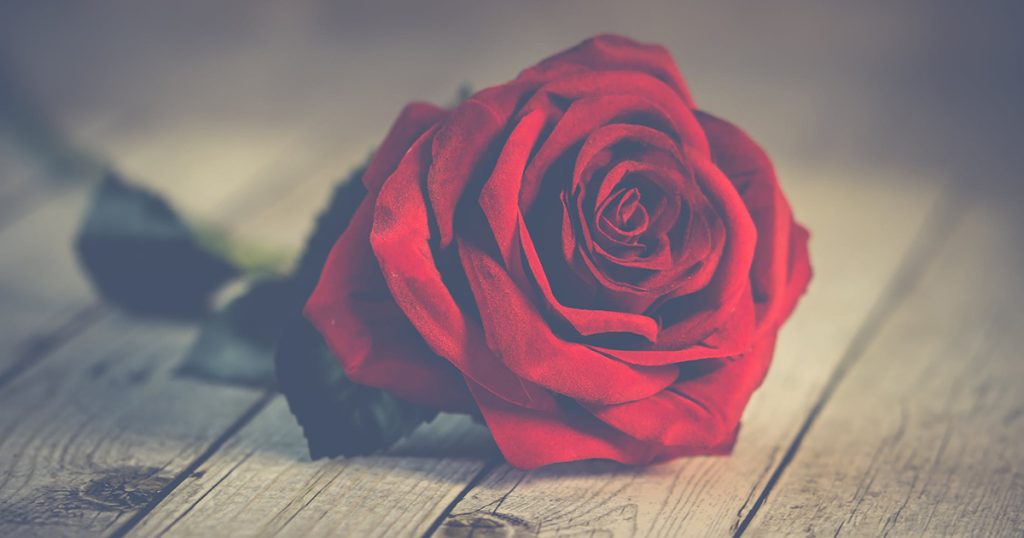 Red rose on wooden plank floor.